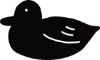 kamo